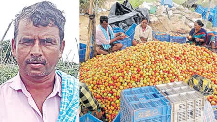 sahoo-tamato-dot-dot-dot-a-bundle-of-profits-dot-dot-dot-income-of-rs-3-crores-in-a-month-dot-dot-dot-chittoor-farmer-cultivated-22-acres