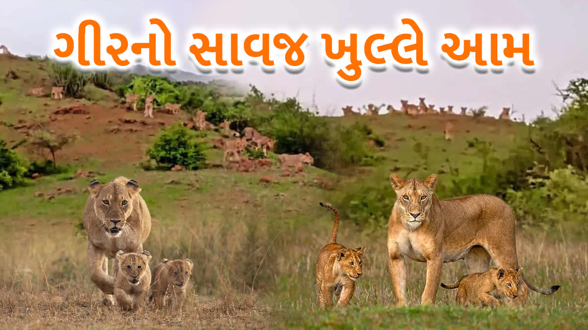 ભાવનગરમાં એક સાથે 20 સિંહોના ટોળા નજરે પડ્યા