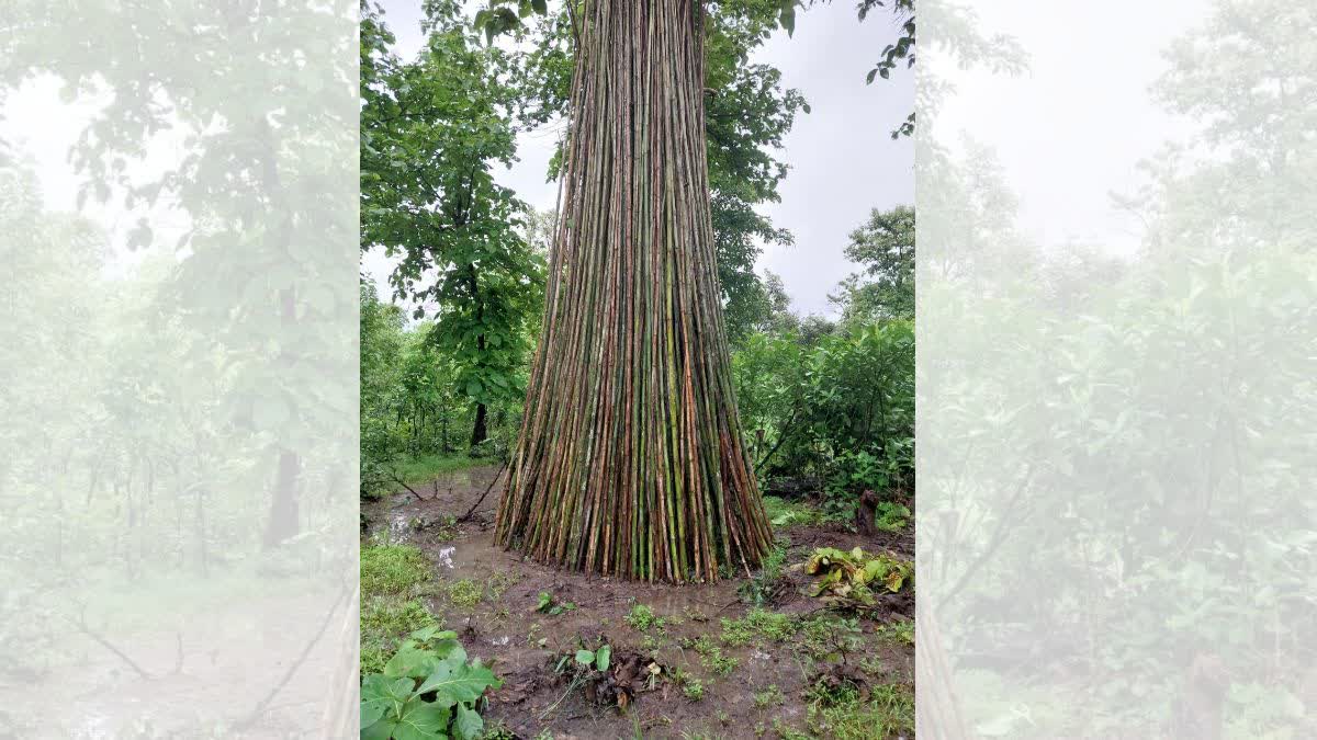 ILLEGAL BAMBOO FELLING IN BIJAPUR