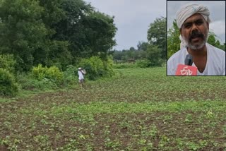 Amravati News farmers suffering due to no reconciliation of expenditure and income in farming