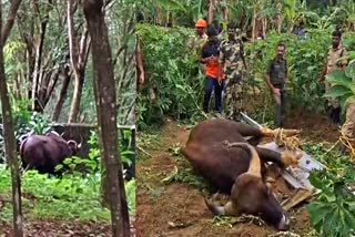 കാട്ടുപോത്തിനെ മയക്കുവെടി വെച്ചു  കാട്ടുപോത്ത് ആക്രമണം  BISON IN PALLIPPURAM  BISON CAUGHT BY FOREST DEPT