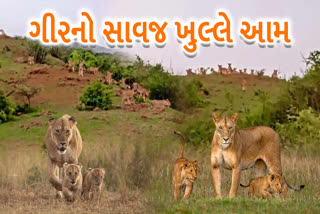 ભાવનગરમાં એક સાથે 20 સિંહોના ટોળા નજરે પડ્યા