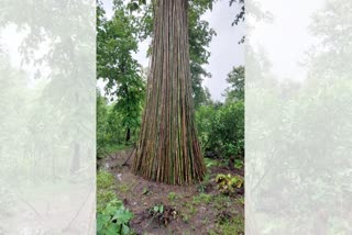 ILLEGAL BAMBOO FELLING IN BIJAPUR