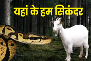 PYTHON HUNTED GOAT