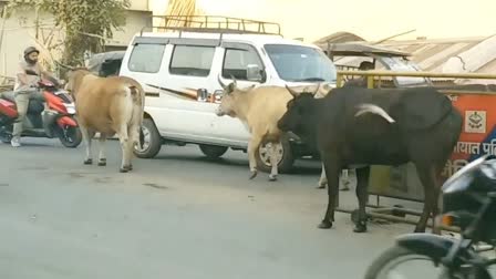 Stray Animals in Rishikesh