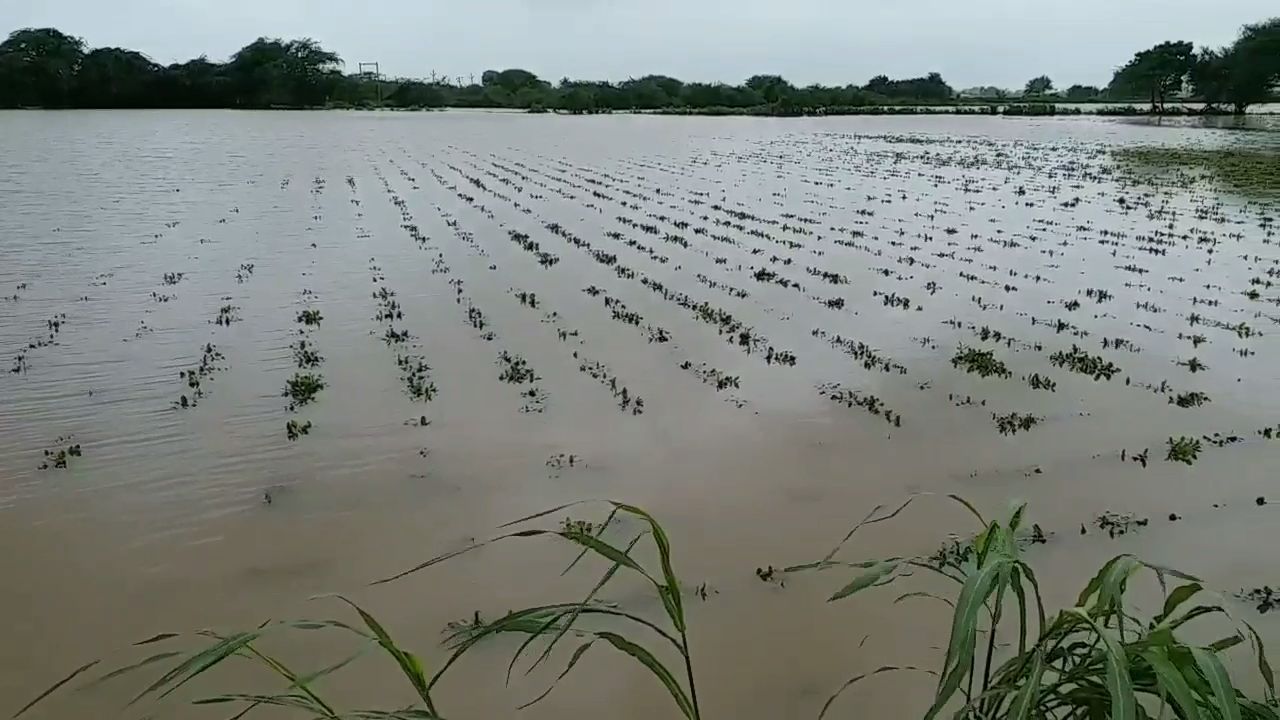 સરકાર માત્ર ઠાલા વચનો આપે છે