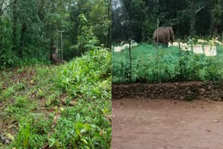 FOREST WATCHER INJURY  IDUKKI WILD ELEPHANT ATTACK  WILD ELEPHANT ATTACK IN MULLARINGAD  human wild animal conflicts