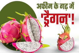 Young farmers inspiring other people by cultivating dragon fruit in Khunti