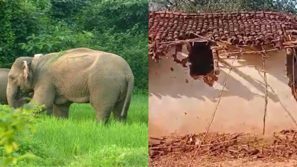Elephant Terror In Balrampur