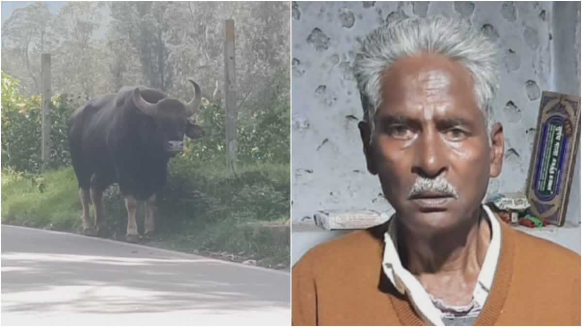 old-man-dies-after-being-attacked-by-bison