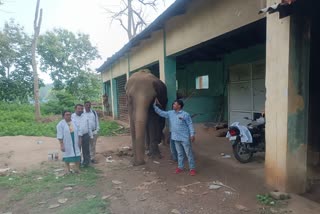 elephant-juhi-belta-national-park-being-treated-under-supervision-karnataka-expert-manoharan