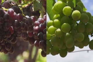 grape farming crisis  grape  cumbum tamilnadu  cumbum  climate change  price loss  പ്രതികൂല കാലാവസ്ഥ  വിലത്തകര്‍ച്ച  കമ്പത്തെ മുന്തിരി കൃഷി  മുന്തിരി കൃഷി പ്രതിസന്ധിയില്‍  ഇടുക്കി  ഭൗമസൂചിക