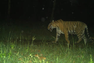 Tigress T107 gave birth to cubs in Ranthambore