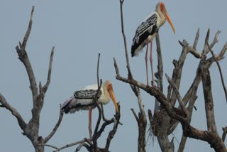 Keoladeo National Park