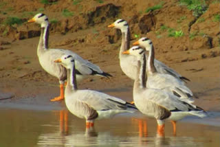 60 per cent of bird species in India have declined over 30 years: Report
