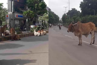 Bhavnagar Stray Cattle