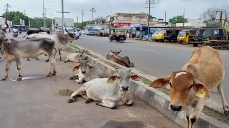 સરકારે રખડતાં પશુઓ બાબતે જાહેર કરી ગાઈડલાઈન