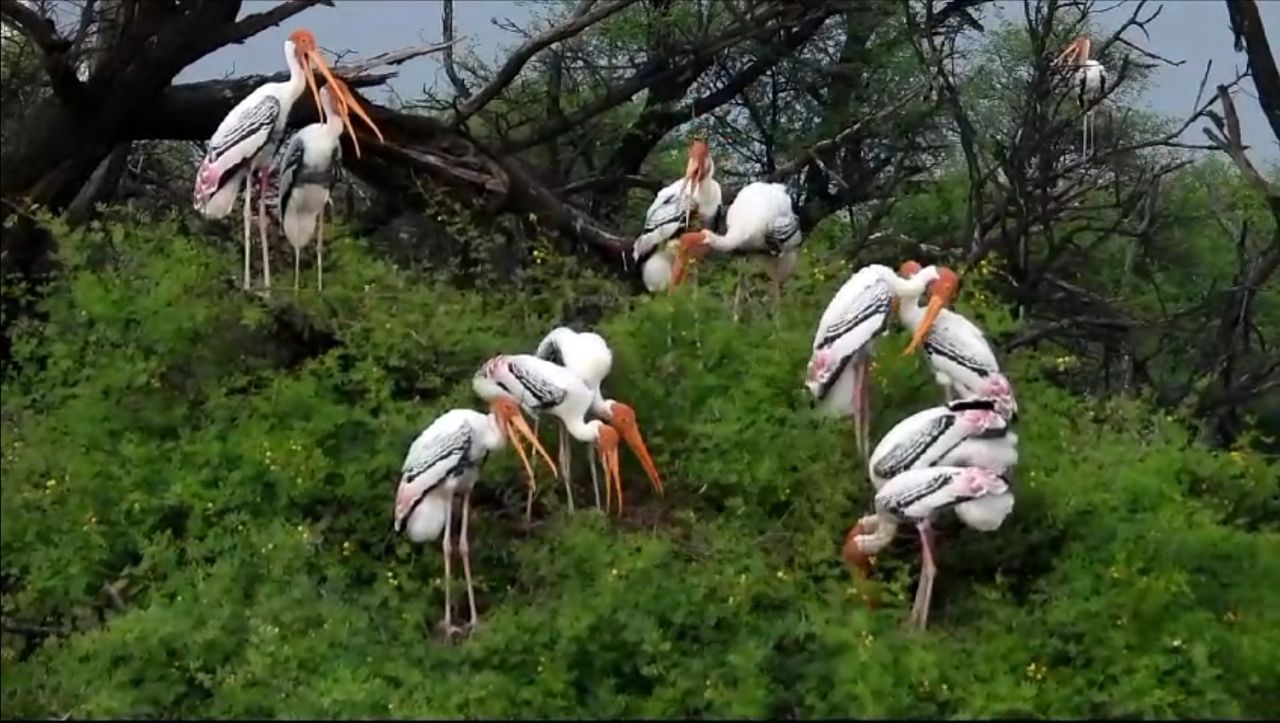 Keoladeo National Park