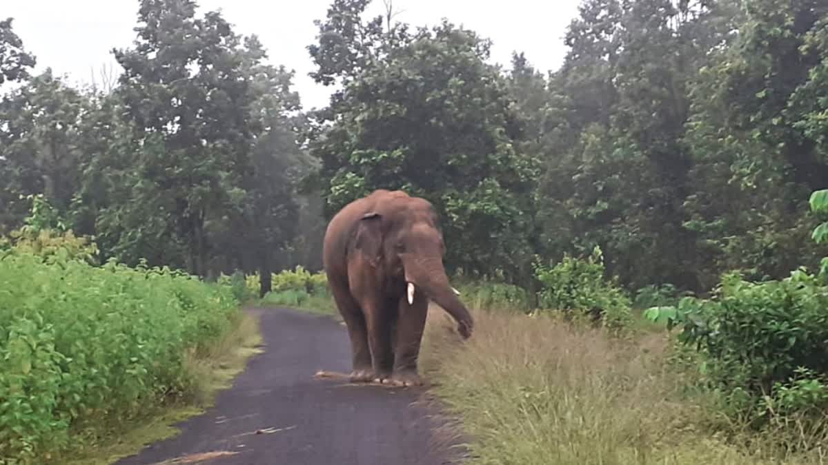 Death Due to Elephant Attack