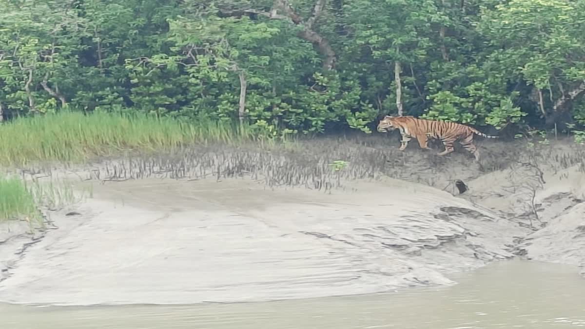 Sundarbans News