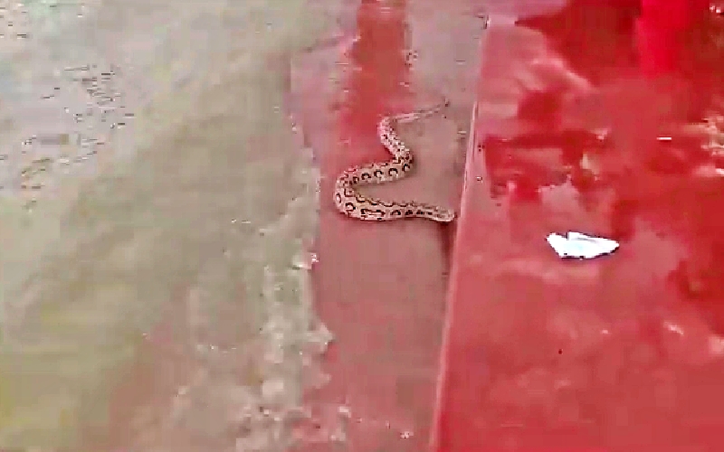 Pair Of Russell Viper at Ganga Ghat