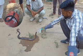 Cobra Trapped In Gas Cylinder