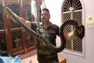 Python entered the house in Haridwar