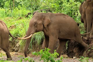 ആറളം വന്യജീവി സങ്കേതം  WILDLIFE SANCTUARIES ARALAM  ELEPHANTS WERE CHASED  ഓപ്പറേഷന്‍ എലിഫന്‍റ്