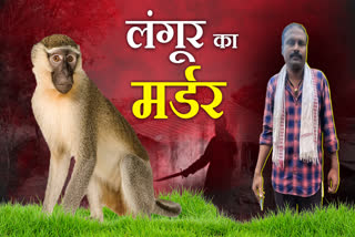 Langur murdered in Bhoramdev