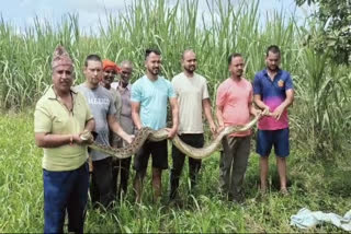 PYTHON IN SUGARCANE FIELD