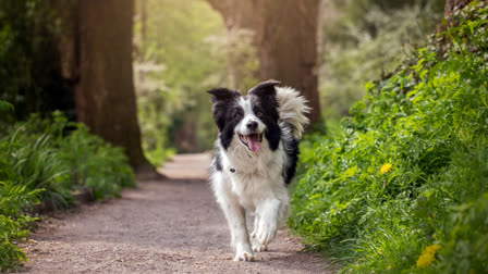 International Dog Day: The Day To Celebrate Man's Best Friend