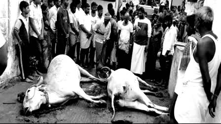 cattle-died