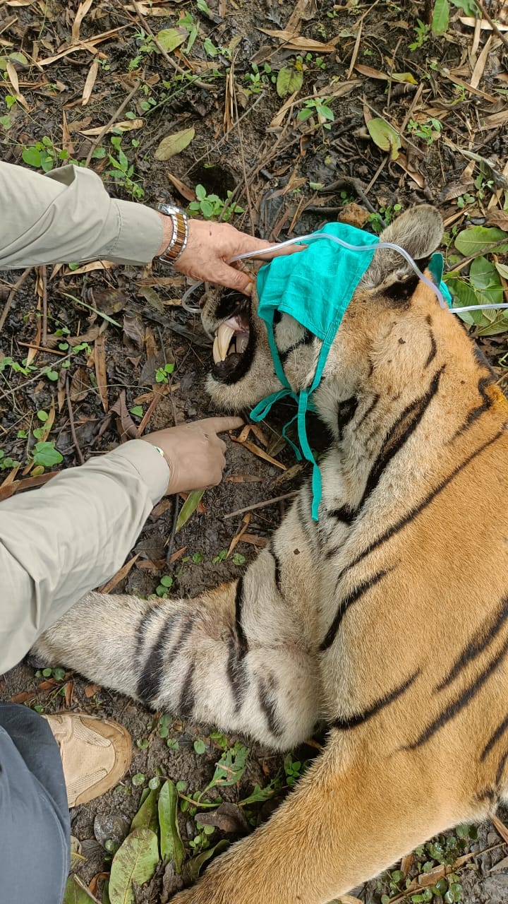 Pench Tiger Reserve Tiger Rescue