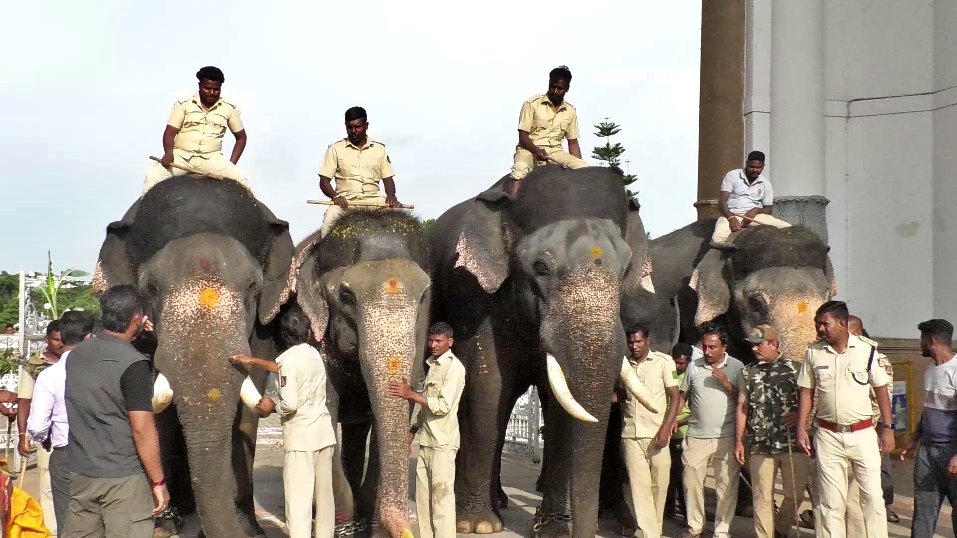 ಮೈಸೂರು ದಸರಾ: ಅರಮನೆಗೆ ಗಜಪಡೆಯ ಎರಡನೇ ತಂಡದ ಐದು ಆನೆಗಳ ಆಗಮನ