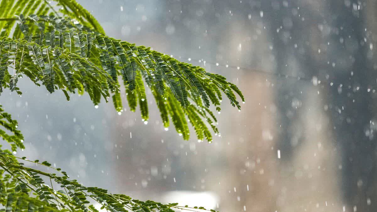 Monsoon Farewell From Chhattisgarh