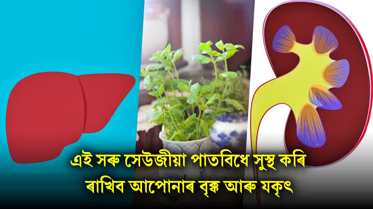 benefits of mint leaves pudina for kidney and liver