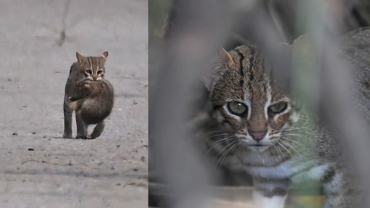 Rare Rusty Spotted Cat spotted