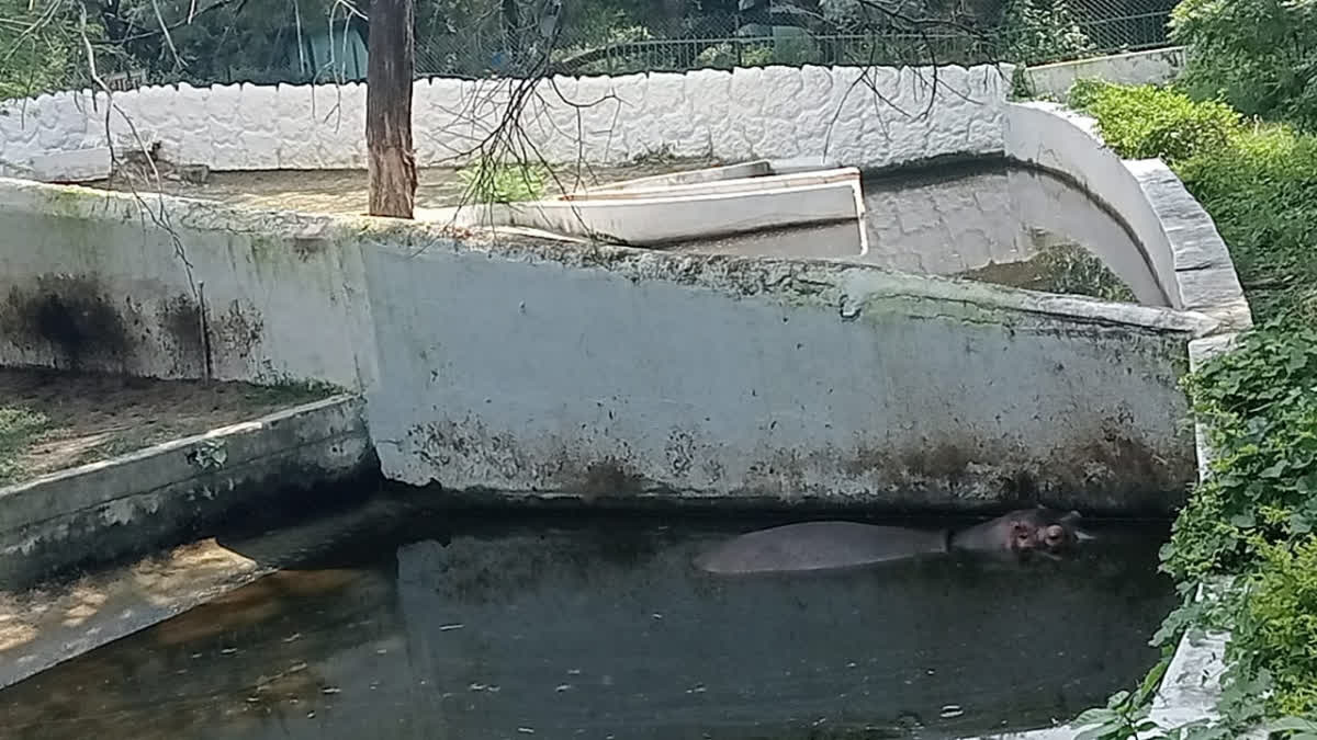 Kanpur Zoo hippo 'Dolly' to transfer to Lucknow after 37 years