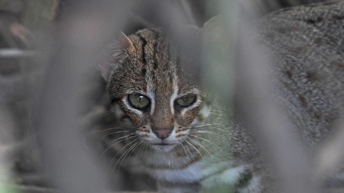 Rare Rusty Spotted Cat, world's smallest species caught on camera in Keoladeo National Park