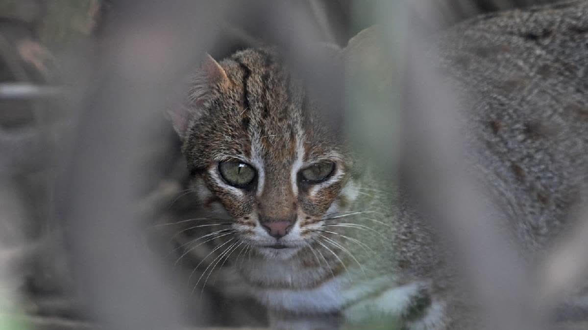 Rare rusty spotted cat, world's smallest species caught on camera in Keoladeo National Park