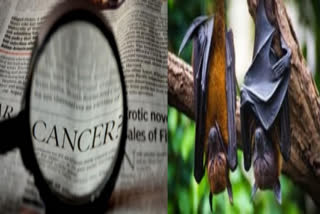 Rapid genetic evolution in bats may account for the animal’s extraordinary ability to both host and survive infections as well as avoid cancer.