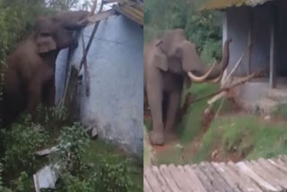 Padayappas Attack  Padayappas Attack Ration Shop In Munnar  Padayappas Attack Ration Shop  Padayappas elephant Attack  padayappa in idukki  മൂന്നാറിൽ വീണ്ടും പടയപ്പയുടെ ആക്രമണം  റേഷൻ കട ഭാഗികമായി തകർന്നു  മൂന്നാറിൽ റേഷൻ കടക്ക് നേരെ ആക്രമണം  റേഷൻ കട തകർത്തത് കാട്ടു കൊമ്പൻ പടയപ്പ  ആക്രമണമുണ്ടായത് മൂന്നാർ സൈലന്റ് വാലി എസ്‌റ്റേറ്റിൽ