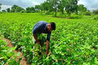 A Boon For Farmers