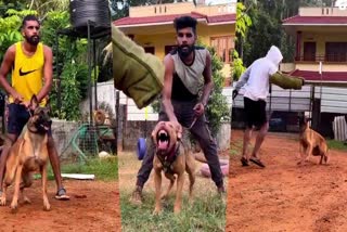 Marijuana sale under the protection of dogs  നായ്ക്കളുടെ സംരക്ഷണത്തിൽ കഞ്ചാവ് വിൽപന  Marijuana  കഞ്ചാവ്‌ പിടിയിൽ  Cannabis seized  protection of dogs to sale Marijuana  Policemen attacked by dogs during drug raid  trained to bite anyone who wore khaki  കഞ്ചാവ് കച്ചവടം  Anti Narcotics Squad