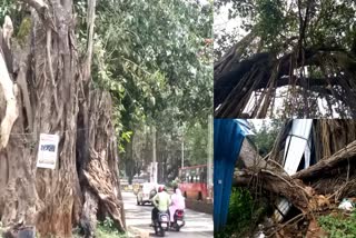 huge-trees-on-the-verge-of-falling-in-belgaum-city-public-demand-to-clear-them