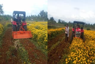 farmers-destroy-sevanthige-plantation-in-mandya