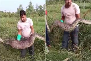 python swallowed the dog