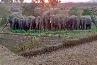 elephants attack in ranchi