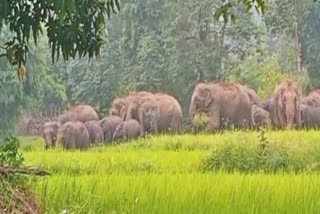 elephant attack bokaro