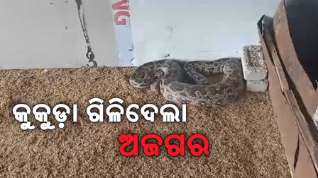 python rescued from farm